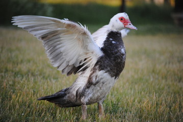 Canard de barbarie
