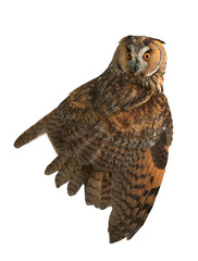  owl