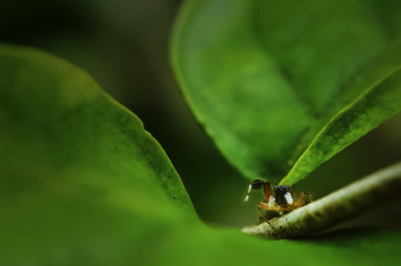 spider on gree leaf