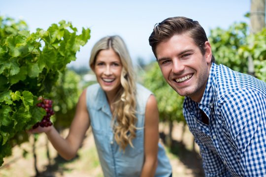 Portrait of smiling couple by grapes growing at vineyard