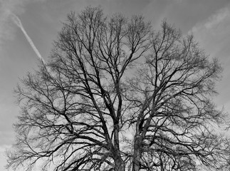 leafless Oak tree in winter black and white