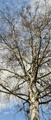 leafless Birch tree in winter and blue sky