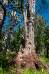 Gum Tree forest in south Western Australia