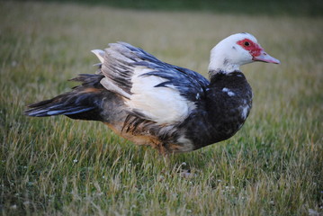 Canard de barbarie