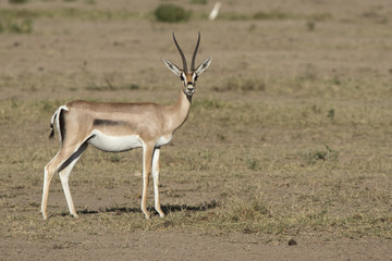Naklejka na ściany i meble Grant's gazelle female standing in the sun-dried savannah in the dry season