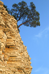 Obraz premium the tree on the steep slope of the shore