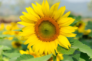 Obraz premium Bee and Sunflower