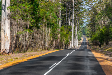 Fototapeta premium Highway through Australian forest, Western Australia