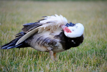 Canard de barbarie