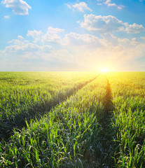 Obraz na płótnie Canvas Green field barley at dawn