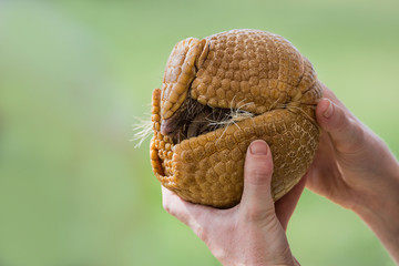 Hands holding a three-banded armadillo (Tolypeutes matacus), rolled up into a defensive ball