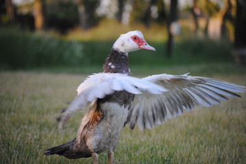 Canard de barbarie