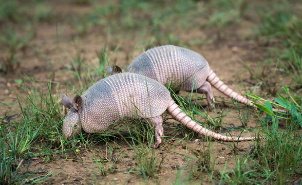 Juvenile Nine-banded Armadillos (Dasypus novemcinctus) digging for food in the garden