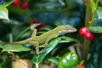 Juvenile Green Anole lizard (Anolis carolinensis) hiding in the garden shrubs