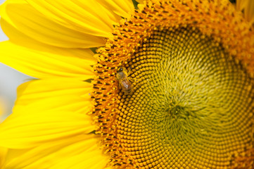 Bee and Sunflower