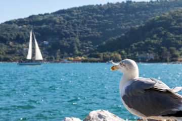 Lo sguardo del Gabbiano