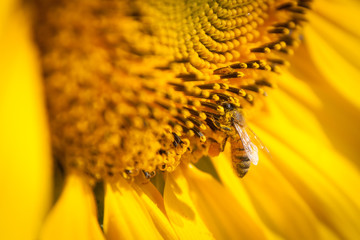 Bee and Sunflower