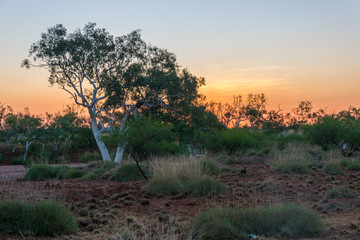 Sunset in Australian bush