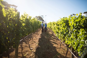 Distant view of couple dancing amidst plants at vineyard - Powered by Adobe