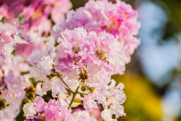 Queen's flower Lagerstroemia macrocarpa Wall. purple beautiful on tree