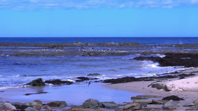 Wonthaggi Beach, Australia: Rock Pool by the Beach, Seagulls Flying