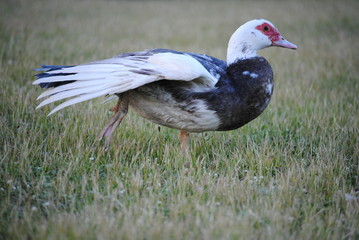 Canard de barbarie