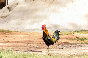 Rooster (Male Chicken) on a nature background