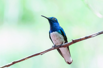 A humminbird