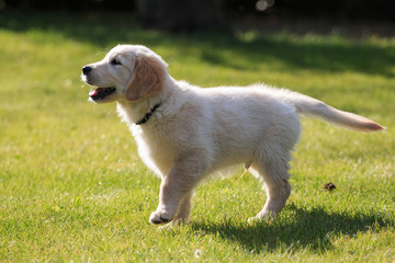 cucciolo di Golden Retriever