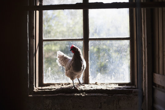 Chicken on window sill