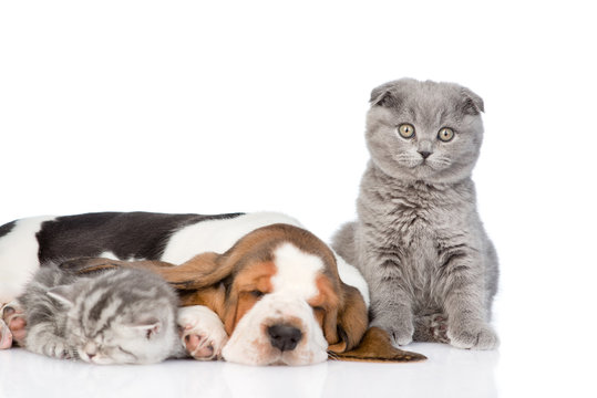 Sad cat sits near a sleeping kitten and puppy. isolated on white background