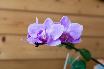 Rosa violette Orchidee Blüten