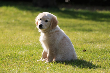 cucciolo di Golden Retriever