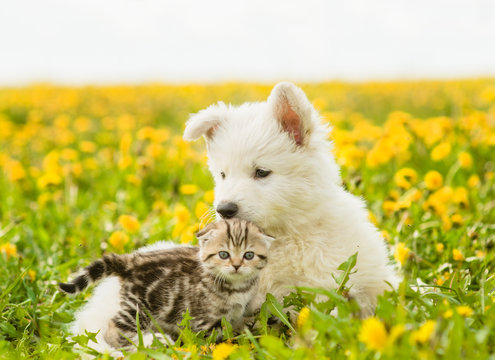 Cat And Dog Lying Together On A Dandelion Field