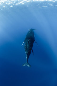 Head to tail