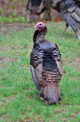 Young male Gobbler 