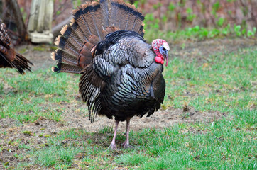Mature male Gobbler 