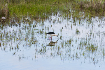Ritratto di Cavaliere d'Italia (Himantopus himantopus)