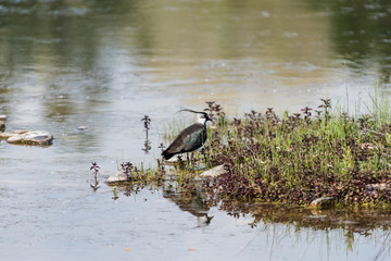 Ritratto di Pavoncella (Vanellus vanellus)