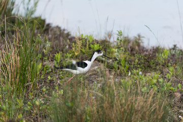 Ritratto di Cavaliere d'Italia (Himantopus himantopus)