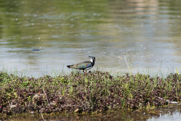 Ritratto di Pavoncella (Vanellus vanellus)