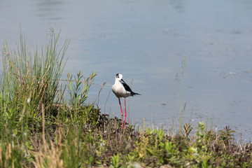 Ritratto di Cavaliere d'Italia (Himantopus himantopus)