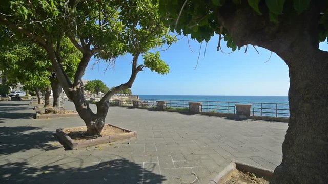 Trees in Alghero seafront, Italy