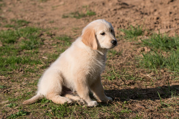 cucciolo di Golden Retriever