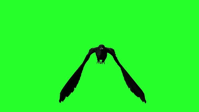 crow Raven flying on a green background, 3D render