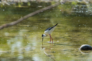 Ritratto di Cavaliere d'Italia (Himantopus himantopus)