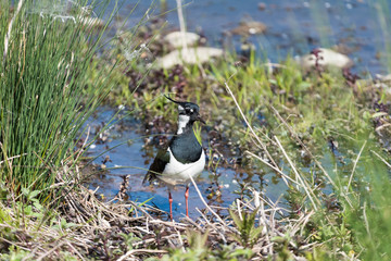 Ritratto di Pavoncella (Vanellus vanellus)