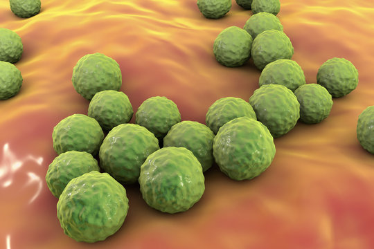Bacteria Enterococcus, 3D illustration. Gram-positive cocci which cause infant endocarditis and other infections