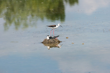 Ritratto di Cavaliere d'Italia (Himantopus himantopus)