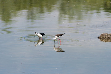 Ritratto di Cavaliere d'Italia (Himantopus himantopus)